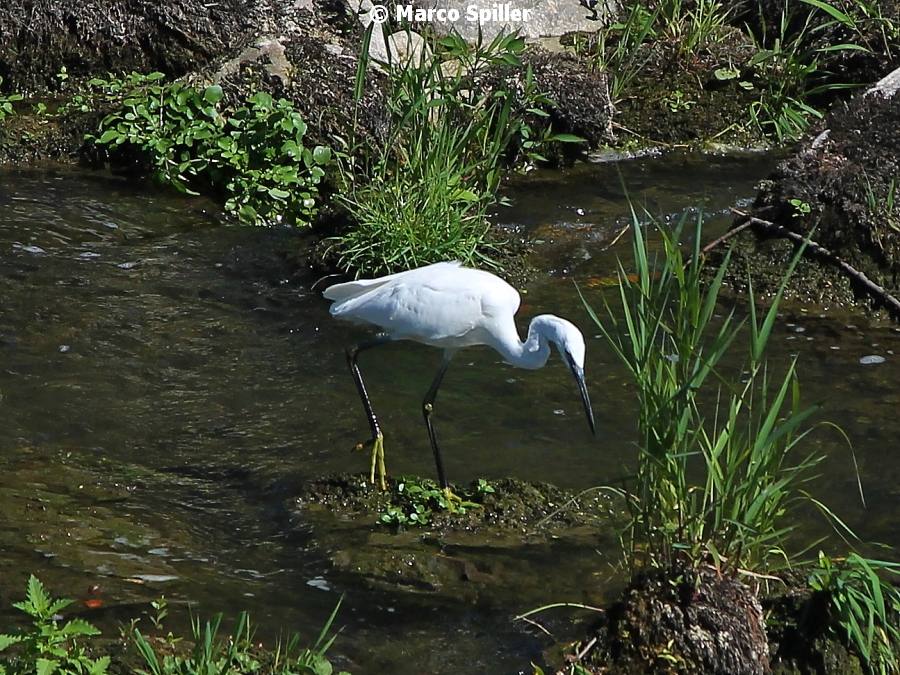 Egretta garzetta